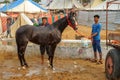 A majestic horse is washed during the Pushkar Fair, Rajasthan, India