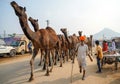Camel driver with his camels on the way to Pushkar Camel Fair, Rajasthan, India