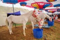 White Marwari horses feeding in the morning scene at the Pushkar Camel Fair in Rajasthan, India