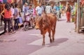 Pushkar holy cow walking on the street, Rajasthan India Royalty Free Stock Photo