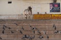 Beautiful shot of a cow, doves and dogs at the lake in Puskar, India