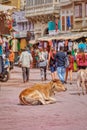 Pushkar holy cow resting on the street, Rajasthan India Royalty Free Stock Photo