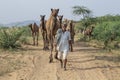 Indian men and herd camels in desert Thar during Pushkar Camel Mela near holy city Pushkar, Rajasthan, India