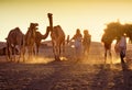 PUSHKAR, INDIA - NOVEMBER 17: Camels at the annual livestock fair