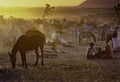 PUSHKAR, INDIA - NOVEMBER 17: Camels at the annual livestock fair