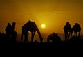 PUSHKAR, INDIA - NOVEMBER 17: Camels at the annual livestock fair