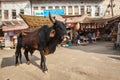 Indian cow in the street of India Royalty Free Stock Photo