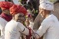 Indian man and herd camels during Pushkar Camel Mela, Rajasthan, India Royalty Free Stock Photo