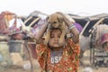 Indian poor child with small dog on time Pushkar Camel Mela, Rajasthan, India, close up portrait