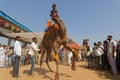 Camels are dancing for the Pushkar fair