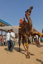 A dancing camel at Pushkar fair festival