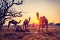 Pushkar mela camel fair festival in field eating chewing at sunset. Pushkar, Rajasthan, India