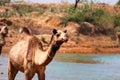 Pushkar Mela is one of the world's largest camel fairs and important tourist attraction.