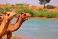 Pushkar Mela is one of the world's largest camel fairs and important tourist attraction.,camels group running