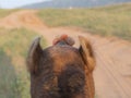 India - Rajasthan - Pushkar - Thar Desert - Between the Ears of a Camel Royalty Free Stock Photo