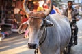 Sacred Cow in the street of Pushkar, Rajasthan, India Royalty Free Stock Photo