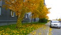 Car parking on city road near house. Yellow orange dry fallen maple leaves on asphalt. Golden autumn street. Fall in town. Tree.