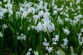 Pushkinia scilloides, or squill Royalty Free Stock Photo