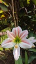 Puspa patuk, brojol flower or brambang procot (amaryliis sp)