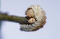 Puss caterpillar, larval form of southern Flannel Moth (Megalopyge opercularis) showing head and mouth detail