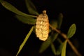 Puss caterpillar on oak tree branch