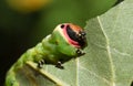 A Puss Moth Caterpillar Cerura vinulais eating an Aspen tree leaf Populus tremula in woodland .