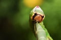 A Puss Moth Caterpillar Cerura vinulais eating an Aspen tree leaf Populus tremula in woodland . Royalty Free Stock Photo