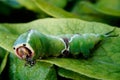 A Puss Moth Caterpillar Cerura vinulais eating an tree leaf in woodland . Royalty Free Stock Photo