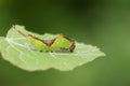 A Puss Moth Caterpillar Cerura vinulais feeding on an Aspen tree leaf Populus tremula in woodland.