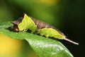 A Puss Moth Caterpillar Cerura vinulais feeding on a Willow tree leaf in woodland. Royalty Free Stock Photo