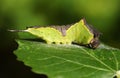 A Puss Moth Caterpillar Cerura vinulais resting on an Aspen tree leaf Populus tremula in woodland just before it sheds its ski