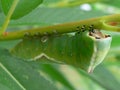 Puss moth caterpillar on williw - Cerura vinula