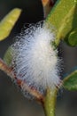 Puss Moth caterpillar at Lake Wales Ridge State Forest, Florida