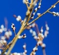 Pussi Willow Royalty Free Stock Photo