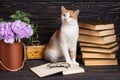 Pussy on the bookshelf Royalty Free Stock Photo