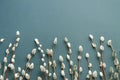 Pussy willow branches on blue background. Concept of springtime Royalty Free Stock Photo
