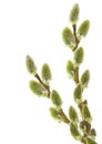 willow branch Royalty Free Stock Photo