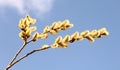 willow branch against blue sky Royalty Free Stock Photo