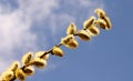 willow branch against blue sky Royalty Free Stock Photo