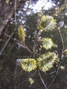 Pussy-Willow branch in bloom in the forest Royalty Free Stock Photo