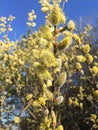 Pussy-Willow branch in bloom in the forest Royalty Free Stock Photo