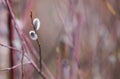 Pussy-willow branch with catkins on blue sky background, spring Easter background Royalty Free Stock Photo