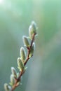 Pussy willow branch close-up on a green blurred forest background. Willow buds. Spring symbol. Spring season. Royalty Free Stock Photo