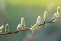 Pussy willow branch close-up on a green blurred spring background. Willow buds. Spring symbol. Spring season. Royalty Free Stock Photo