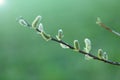 Pussy willow branch close-up on a green blurred spring forest background. Willow buds. Spring symbol. Spring season. Royalty Free Stock Photo