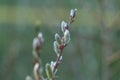 Pussy willow branch on a green blurred spring forest background. Willow buds. Spring symbol. Spring season. Royalty Free Stock Photo