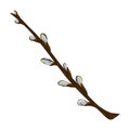 Pussy willow branch icon. Creative illustration. Colorful sketch. Idea for decors, logo, patterns. Isolated vector art.