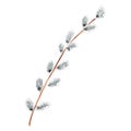 Pussy willow branch isolate on white background. Watercolor gouache hand drawn illustration