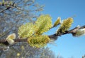 willow branch , Lithuania Royalty Free Stock Photo