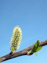 willow branch , Lithuania Royalty Free Stock Photo